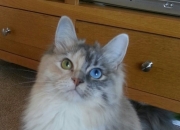 九游VIP-雷霆狂胜尼克斯，杰伦·格林如何用无形之手导演一场现代篮球的量子纠缠